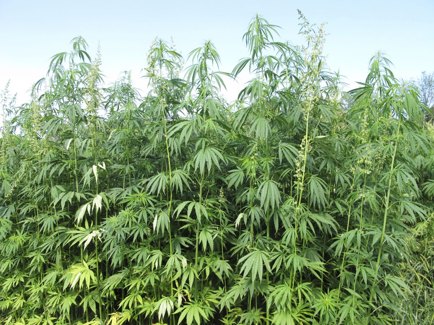 Trump calls for Congress to amend hemp ban after marijuana reclassification