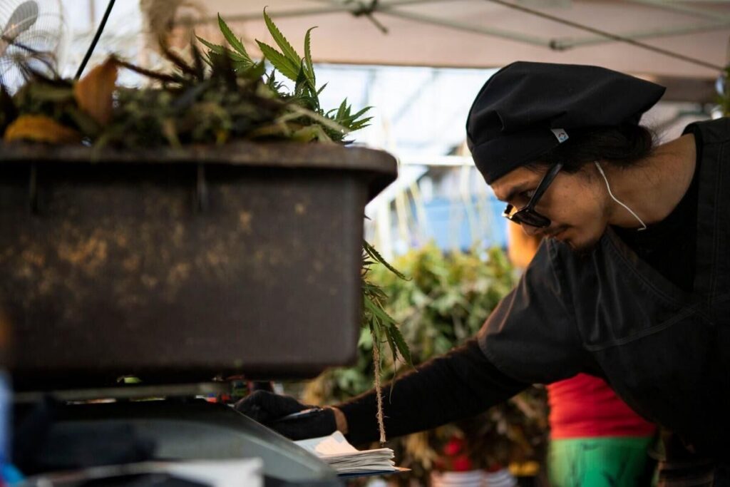 Federal shift on medical cannabis draws praise and concern in Colorado