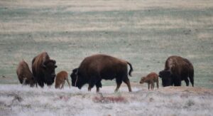 Three baby bison born at Rocky Mountain Arsenal over the weekend
