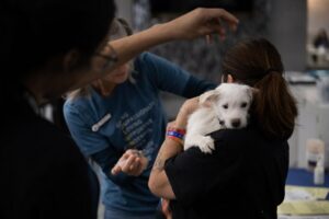 Selling dogs, cats in pet stores now banned in Colorado