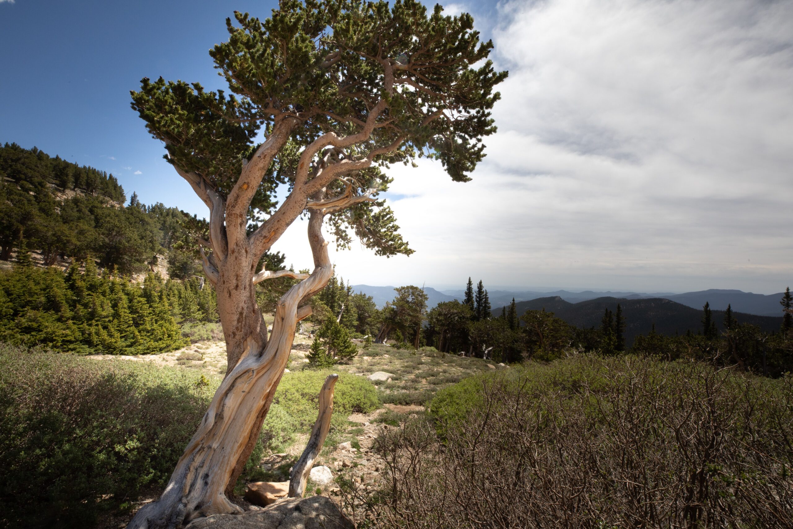 Bristlecone pines are recognized as the oldest non-clonal species on Earth. Visitors can view a population of these gnarled trees at Mount Goliath Natural Area about an hour west of Denver up Mount Blue Sky Scenic Byway. Gazette file