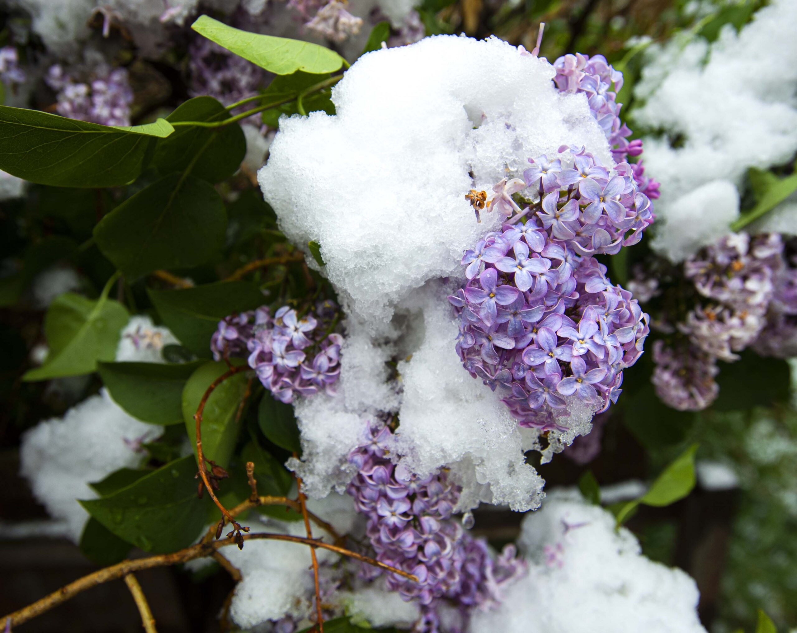 Denver weather: Snow showers, freeze warning on Friday