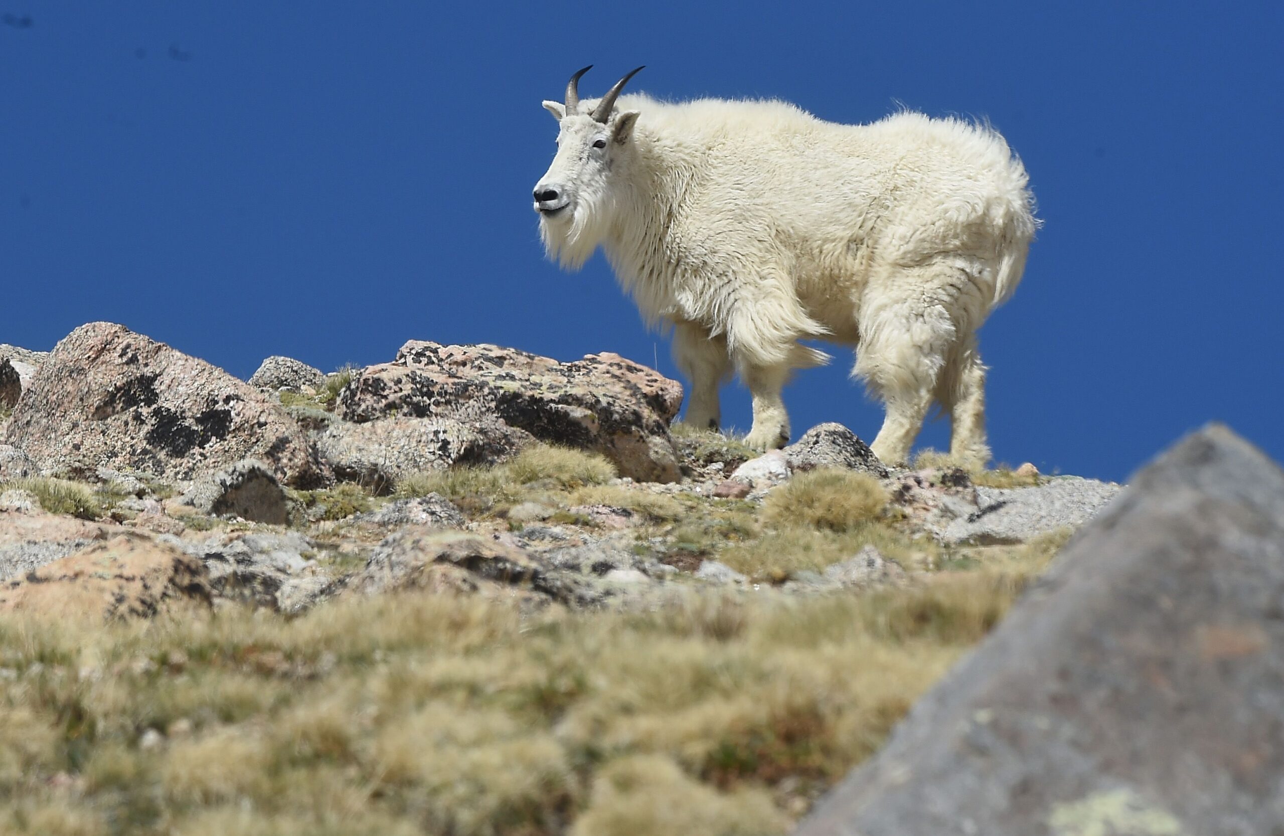 A majestic mountain goat stands along a hillside off Mount Blue Sky Scenic Byway. (Photo by Jerilee Bennett, The Gazette)