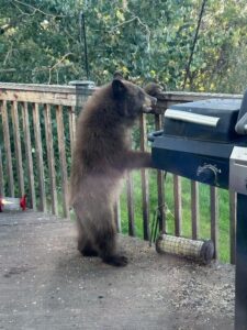 As bears emerge hungry, bill sets stiffer fines for negligent feeding