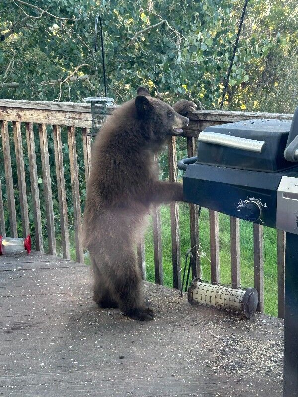 As bears emerge hungry, bill sets stiffer fines for negligent feeding