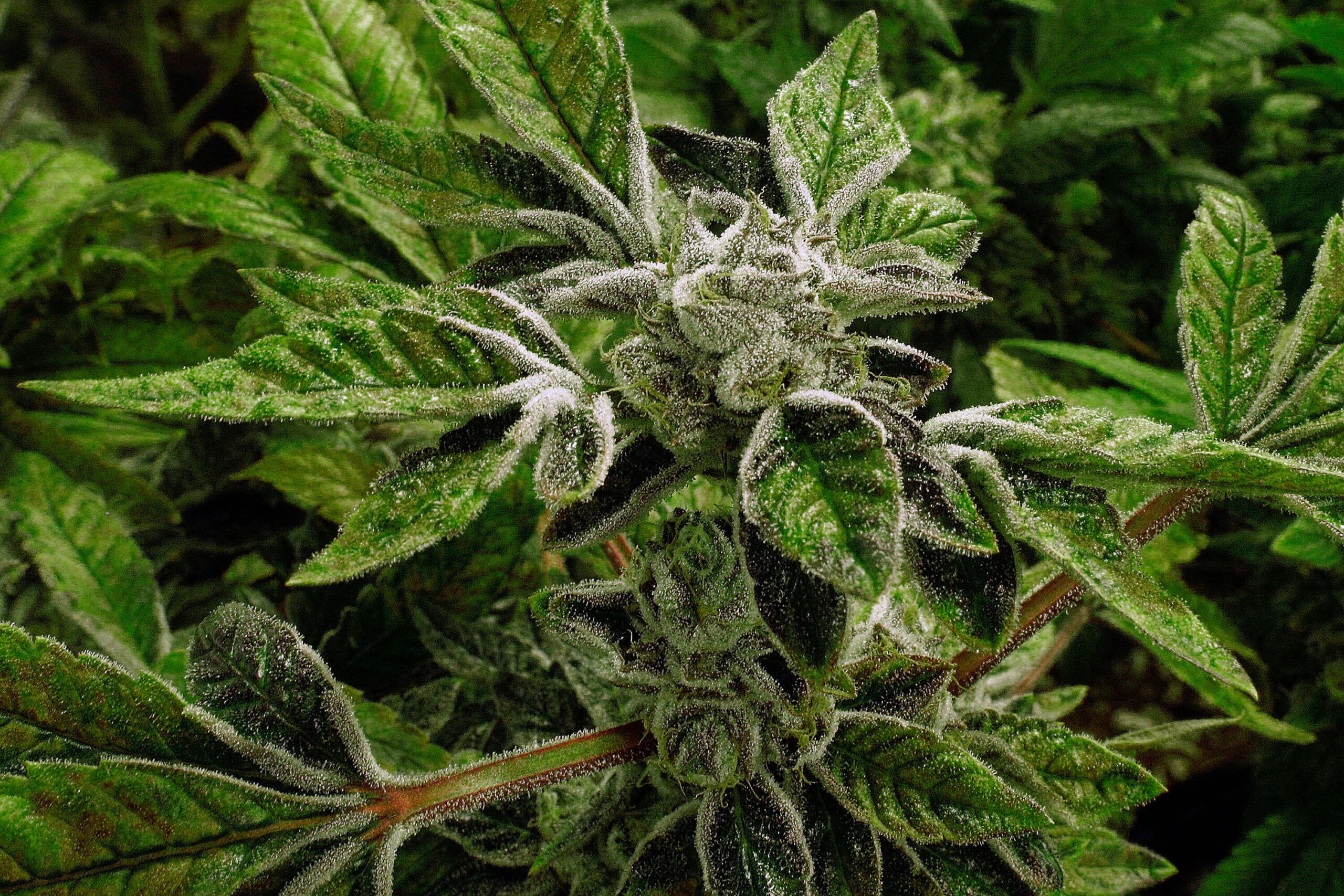 Trump reclassifies state-licensed medical marijuana as a less-dangerous drug in a historic shift
