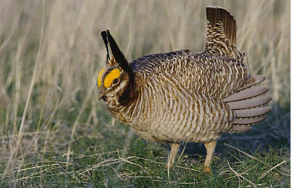 Getty Images. A male Lesser Prairie Chicken.