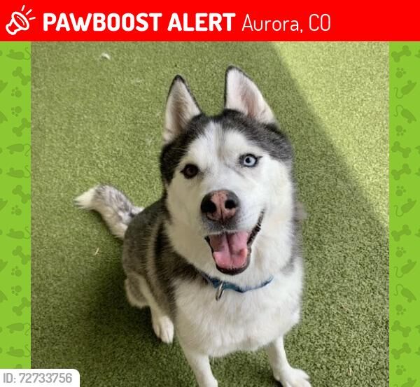 Deployed airman reports stolen husky and car in Aurora, pleads for help
