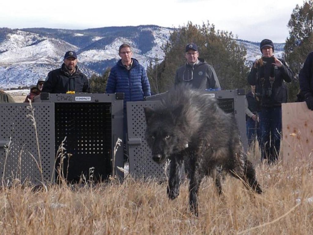 Public comment period opens as federal review targets Colorado’s wolf reintroduction program