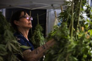 Cannabis overhaul introduced in Colorado Senate