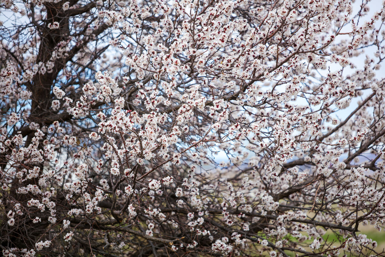 Colorado city dubbed 15th-worst spot for allergies nationwide