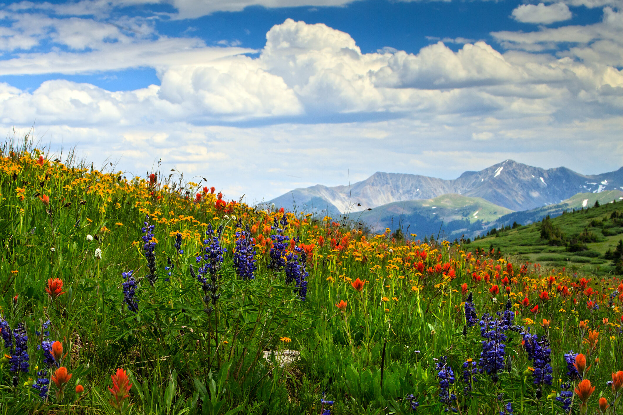 Will Colorado’s wildflowers show up this year? Here’s how drought and low snowpack may impact the show