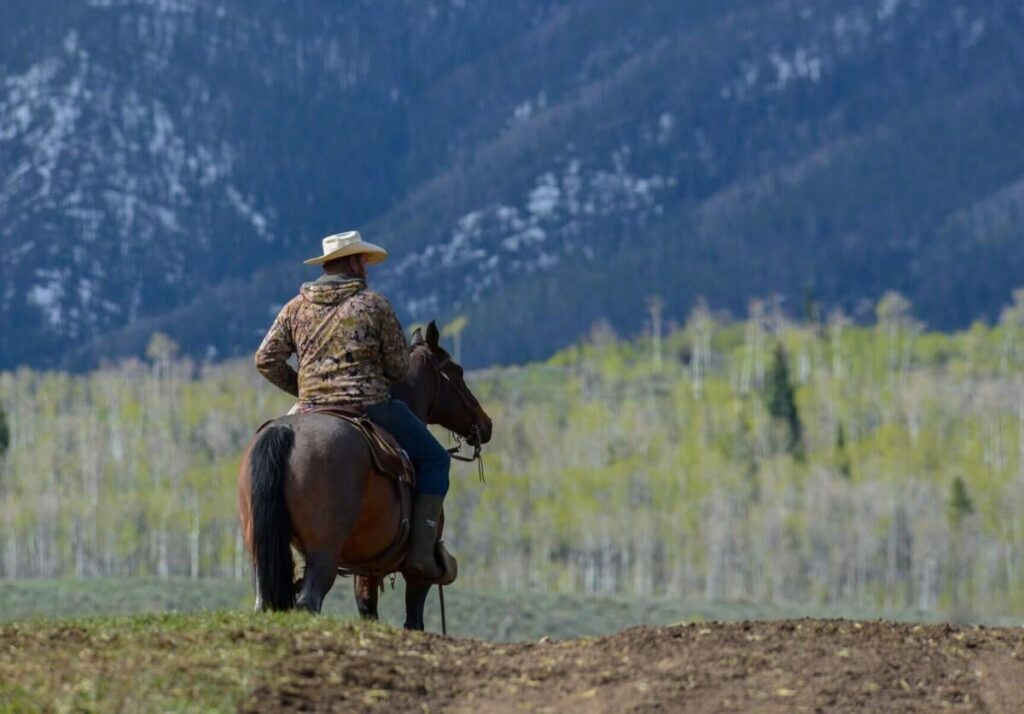 Colorado on the hook for $1 million in costs to pay for wolves’ livestock kills