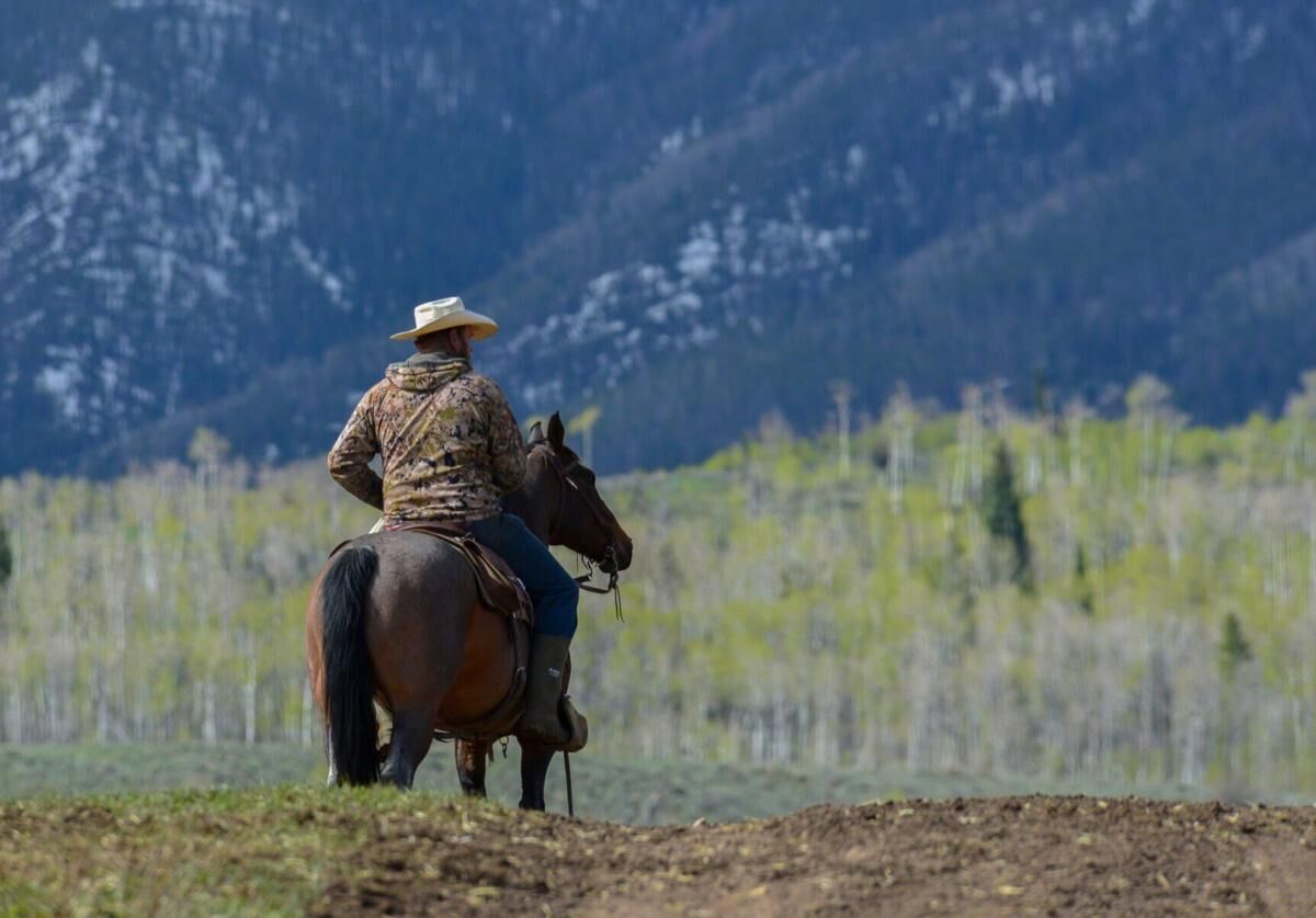 Colorado on the hook for $1 million in costs to pay for wolves’ livestock kills