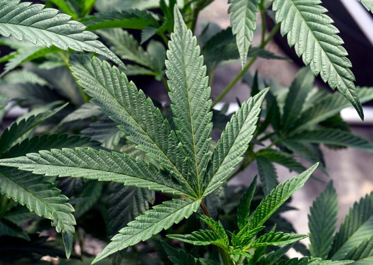 Marijuana cultivator files class-action lawsuit over state ‘distortions’ in excise tax collections