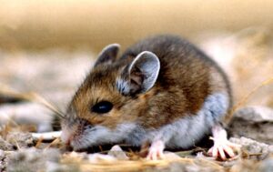 Hantavirus outbreak is not like COVID-19 pandemic, CDC says