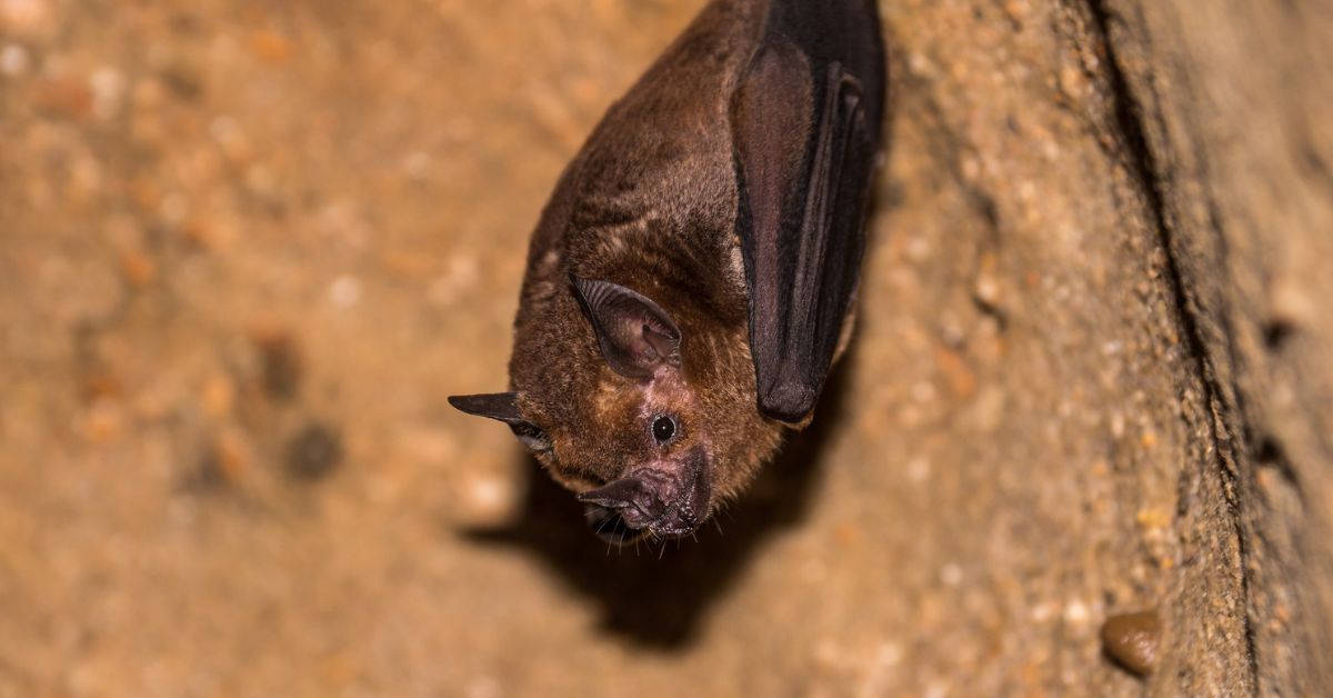 Rabid bat found in northern Colorado prompts public warning about exposure