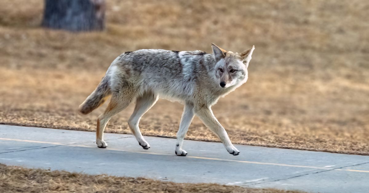 Coyote attacks dog at heavily-trafficked Garden of the Gods in Colorado
