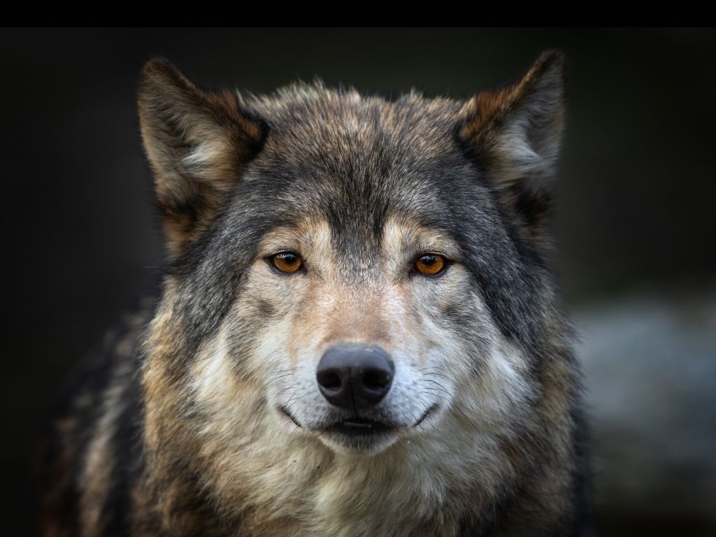 35 takeaways from Colorado’s annual wolf report: Population grows, high death rate, livestock killings, and more