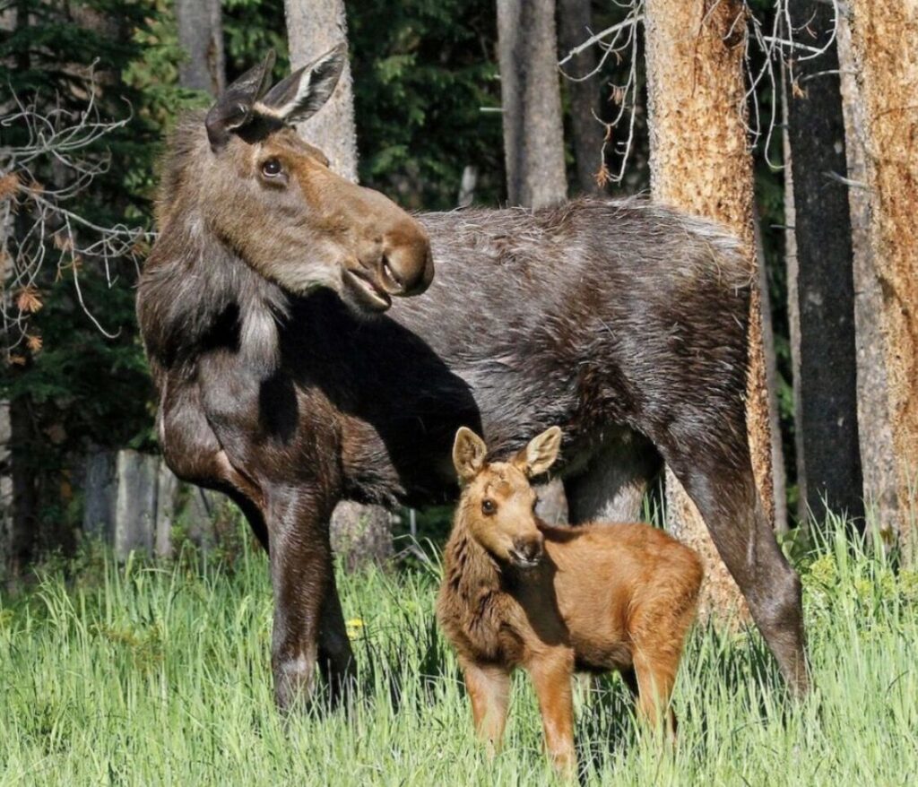 Dog walker attacked, seriously injured by moose in Winter Park