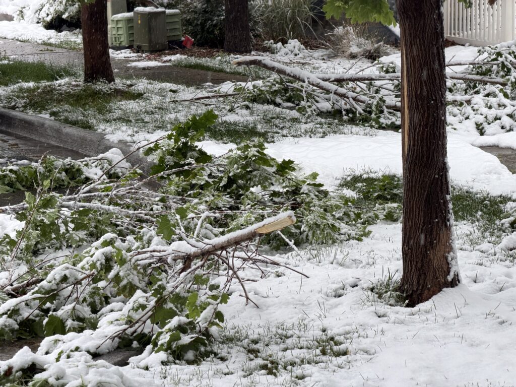 Metro Denver area residents clear storm debris after heavy May snowfall