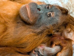 Denver Zoo asks public to name newborn Sumatran Orangutan