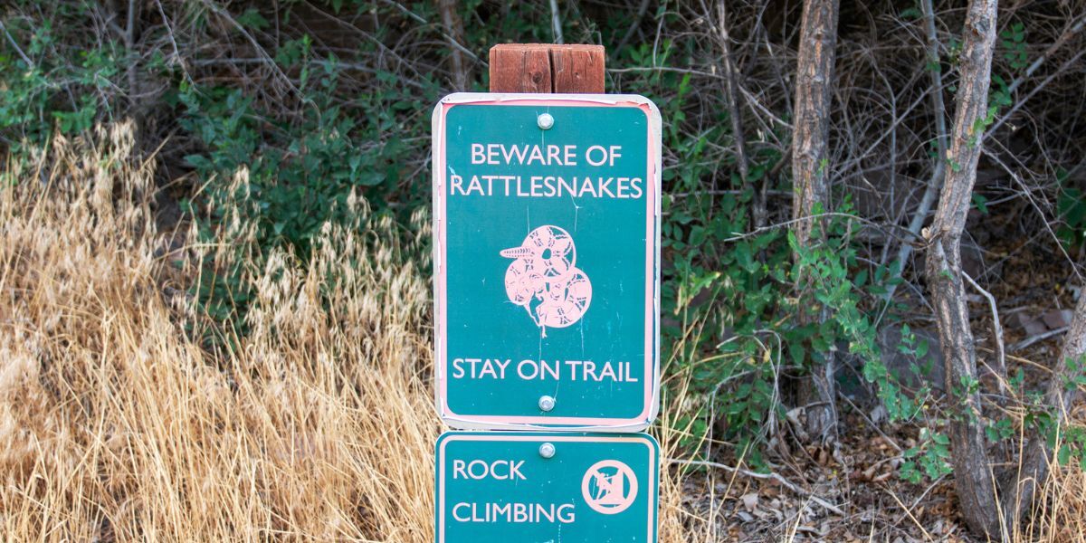 Man faces potential life-or-death situation after getting bitten by rattlesnake on trail in Colorado