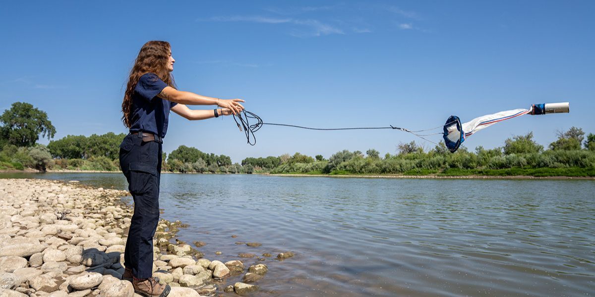 Zebra mussels have “infested” six bodies of water in Colorado, sampling efforts resume