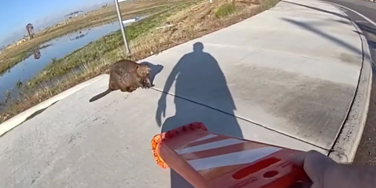 Police save stubborn beaver from intersection in Colorado