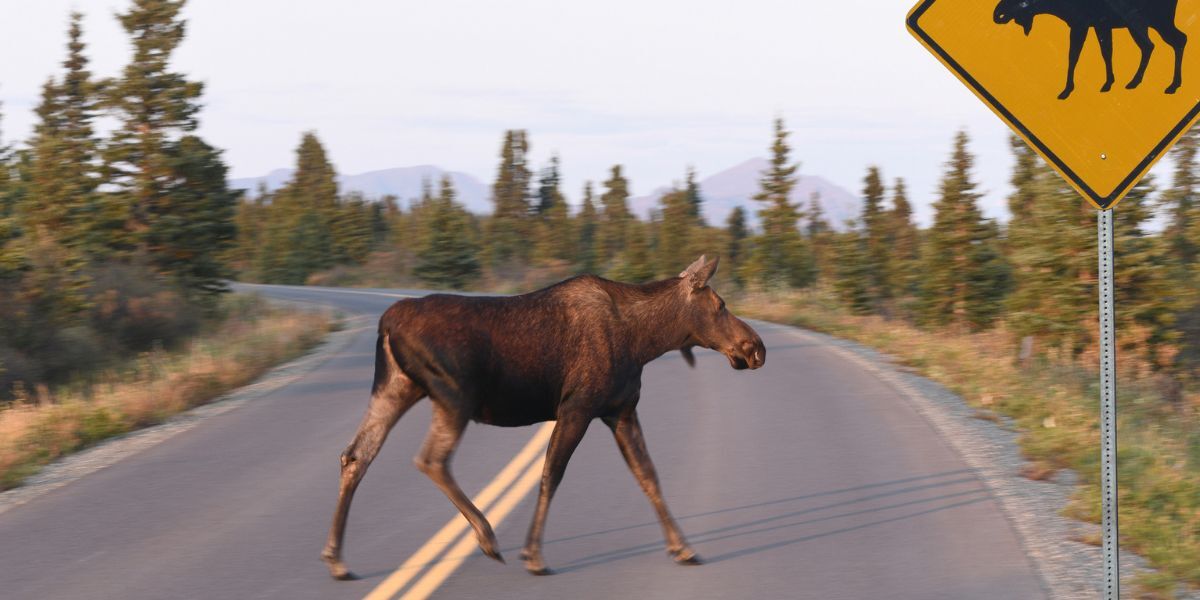 Person attacked by moose while walking on-leash dogs in Colorado mountains