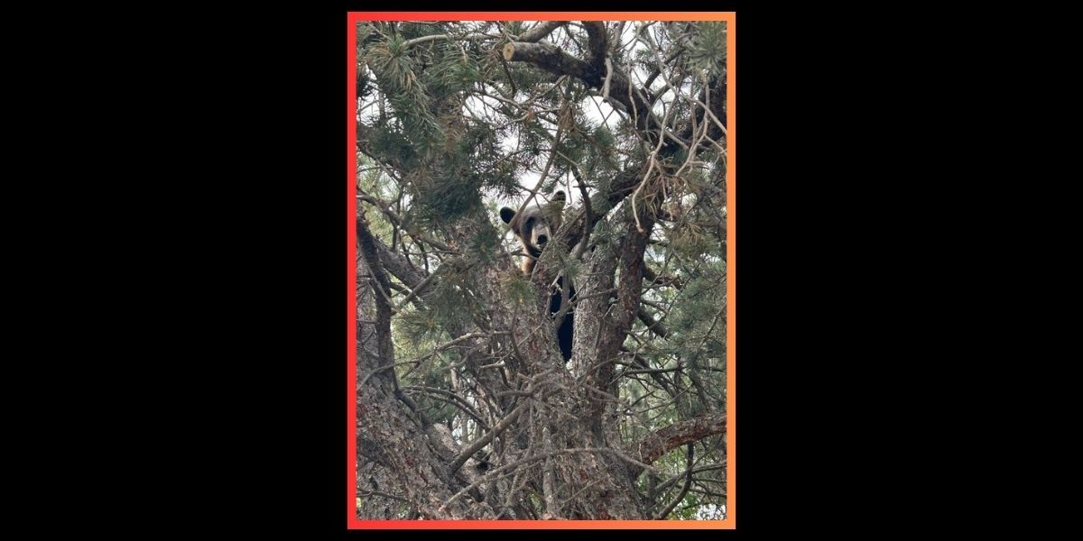 Black bear relocated out of prominent Colorado city