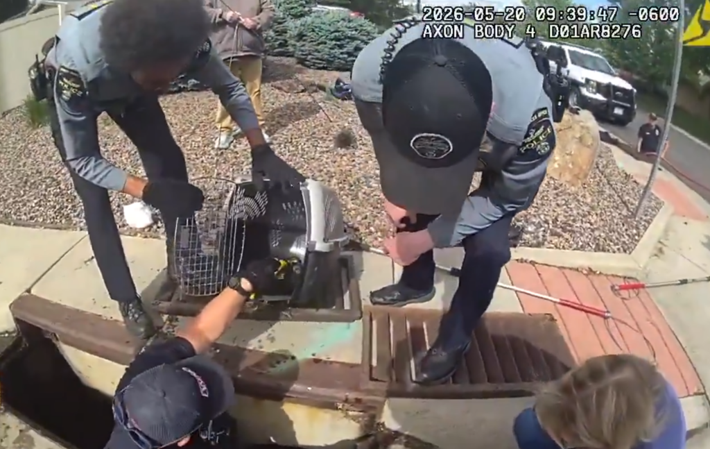 Wheat Ridge duckling rescue