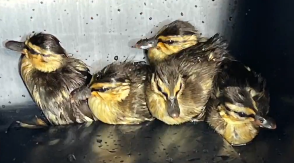 Wheat Ridge police rescue ducklings from storm drain