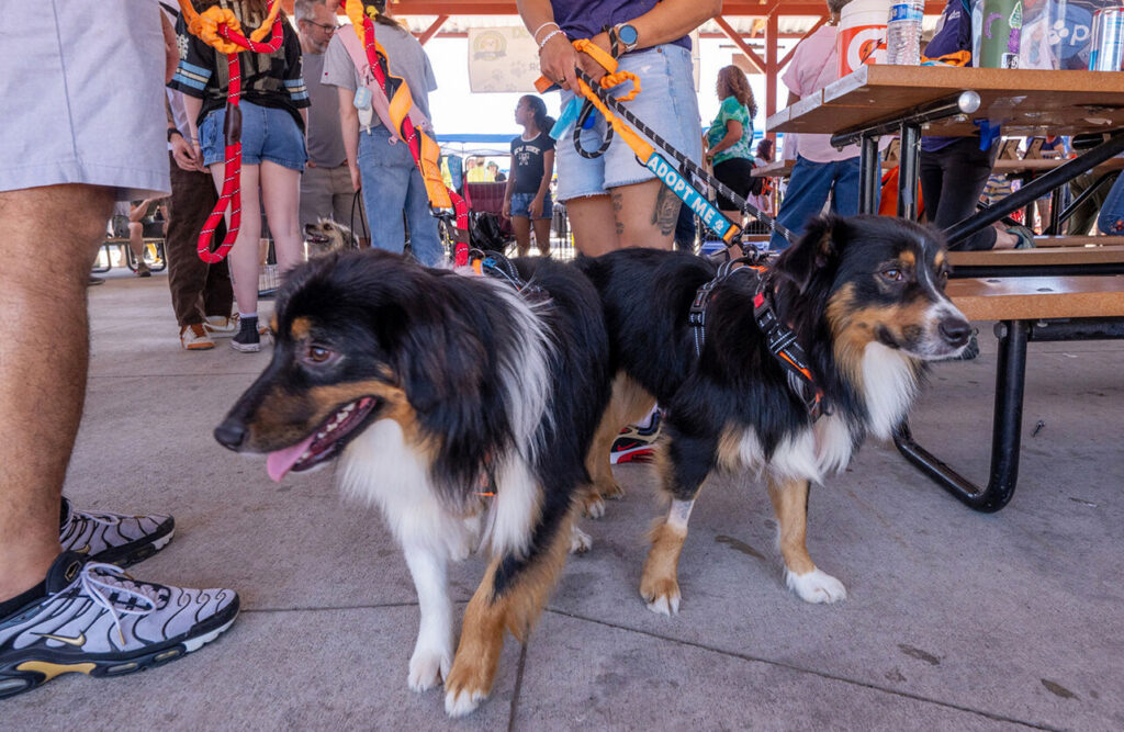 PHOTOS: Festival in the Bark 2026