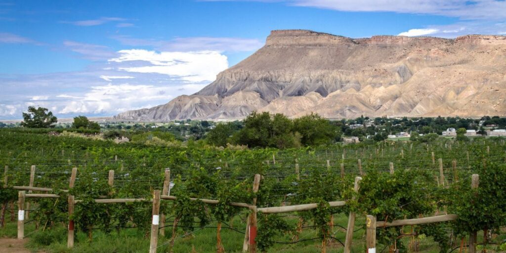 Head to Colorados wine country this summer to find more than 30 wineries