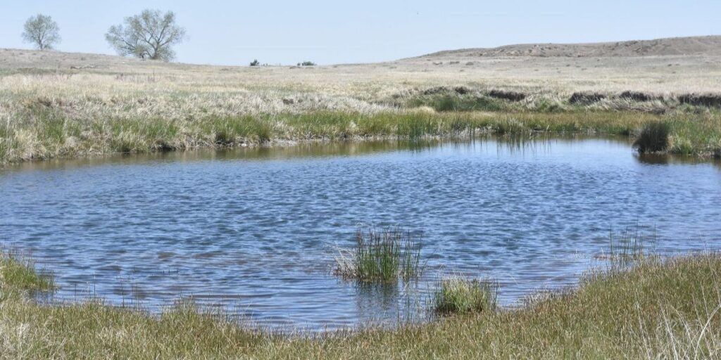 The groundwater ponds represent the ideal habitat requirements for northern redbelly dace as they are thermally stable and perennially wetted without predators. Photo: Colorado Parks and Wildlife.