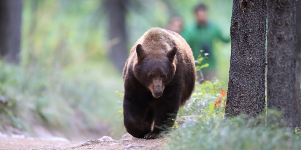 Bear struck by vehicle in Lone Tree