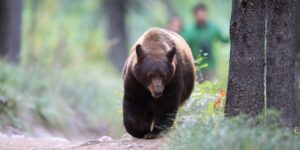 Bear struck by vehicle in Lone Tree