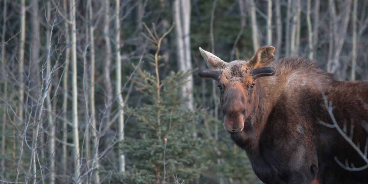 Moose attacks hiker with dogs in Pikes Peak region