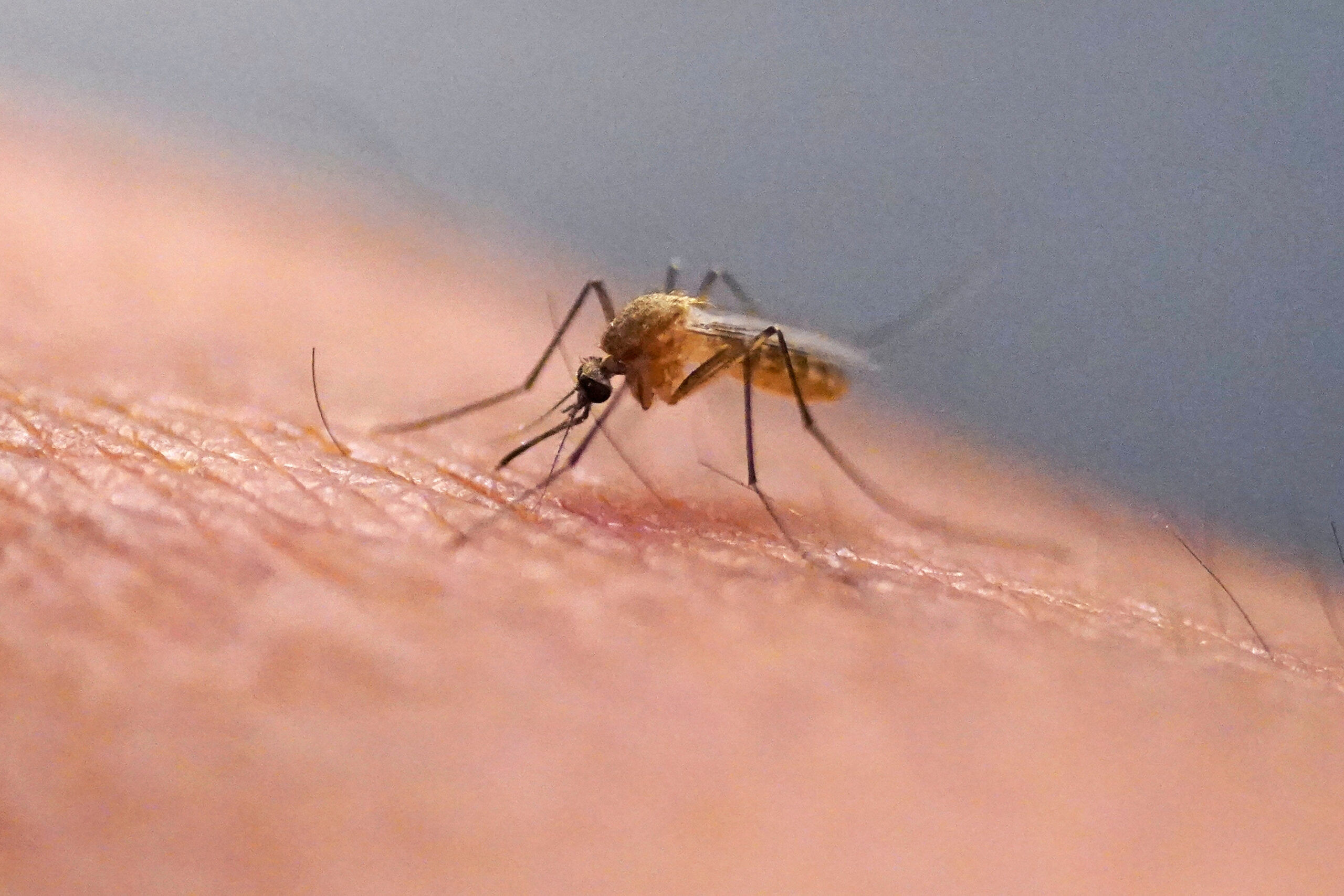 First 2026 Colorado case of West Nile Virus in a human reported in Jefferson County