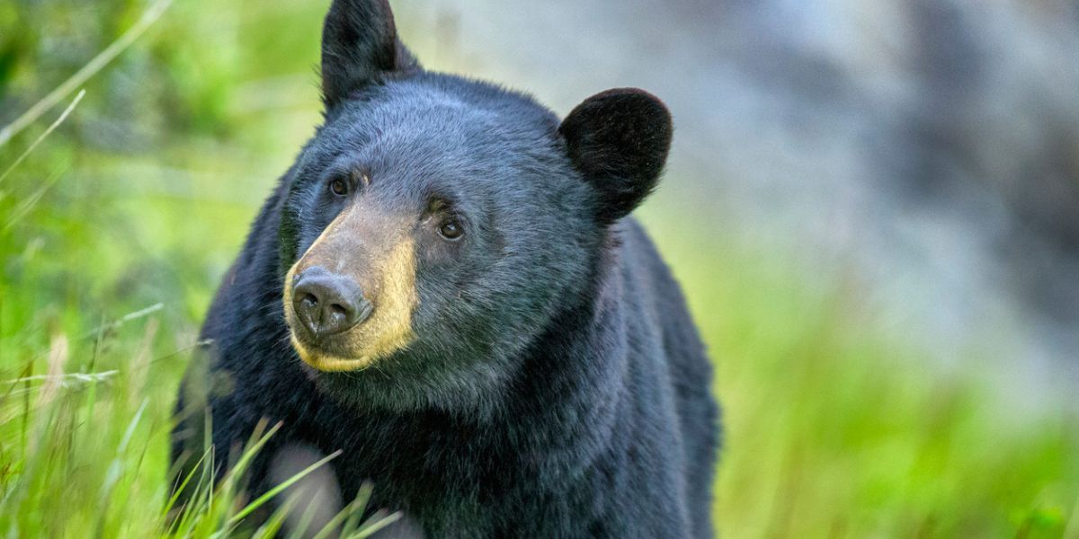 Bear steals bag of trash from open garage in Colorado Springs