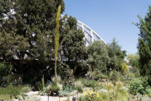 Utah agave enters death bloom ‘grand finale’ at Denver Botanic Gardens