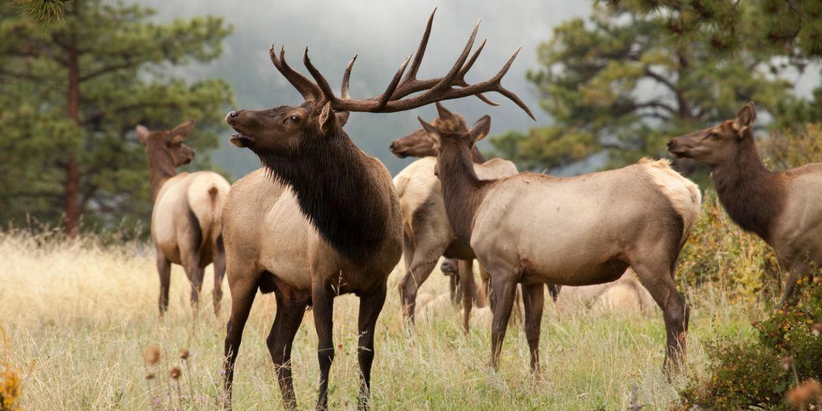 First elk seen crossing newly constructed wildlife overpass