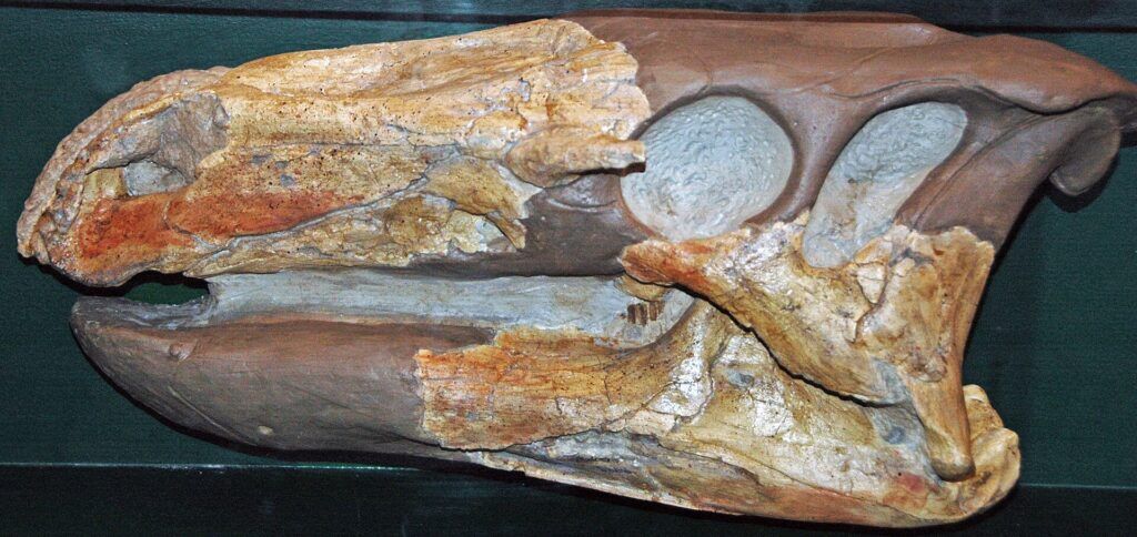 The skull of a Theiophytalia kerri. It's a holotype and the only known specimen of the entire genus. Photo: James St. John (Wikimedia Commons; CC BY 2.0)