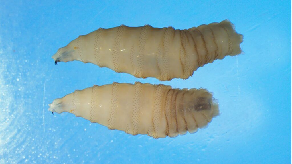 Two New World Screwworm larvae. Photo: CDC.