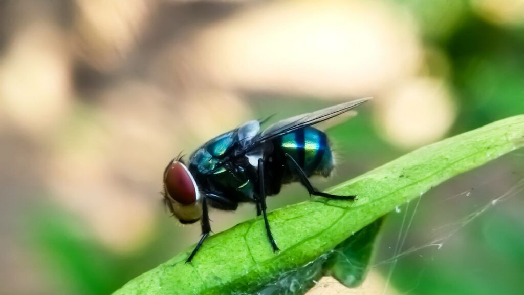 New World Screwworm fly. Photo: Lidya Elfa Sari (iStock).