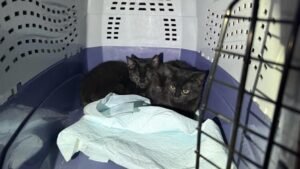 6 kittens available for adoption after Aurora house fire