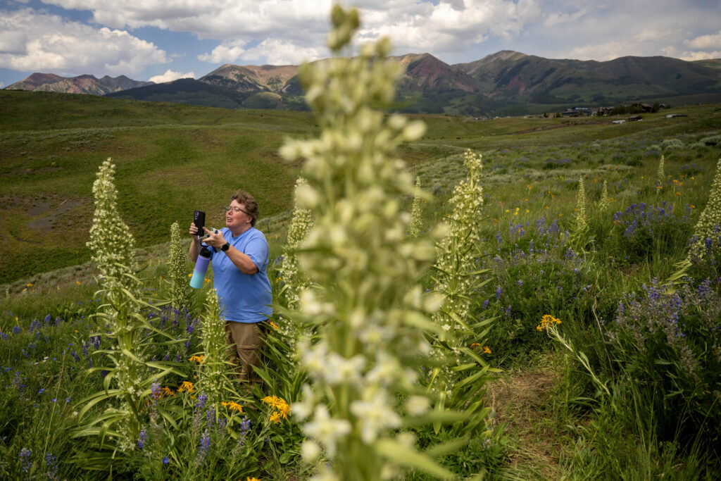 It’s a tough summer for Colorado’s wildflowers ー but it’s a monumental year for one