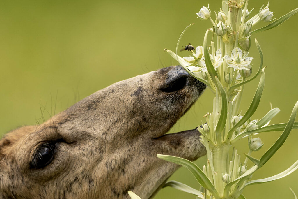 A deer and bumble bee share the same Monument plant at the Rocky Mountain Biological Laboratory in Gothic on Wednesday, June 30, 2026. (The Gazette, Michael G. Seamans)