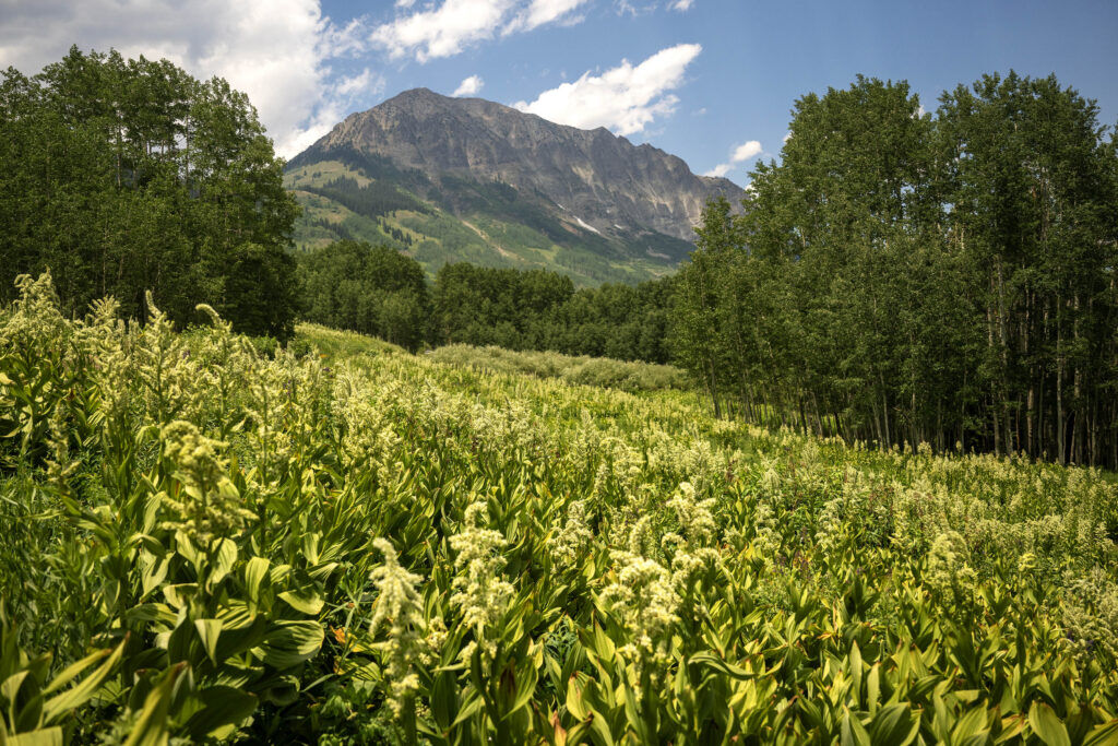 A field of Monument plants fill a field outside of Crested Butte near Gothic on Wednesday, June 30, 2026. (The Gazette, Michael G. Seamans)